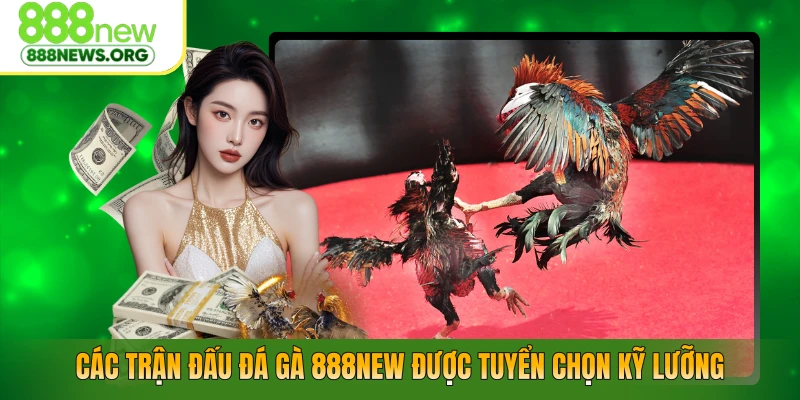 Các trận đấu đá gà 888NEW được tuyển chọn kỹ lưỡng